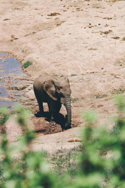 istock African elephant in the wild 1187102579