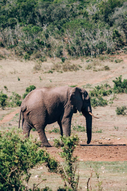 istock African elephant in the wild 1187102634