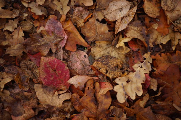 istock Brown dry maple leaves on a floor. Autumn forest, natural background. 1187102695