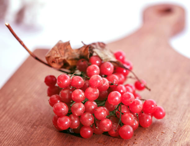 Ripe red charming fresh berries of viburnum