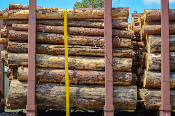 istock Logs for transportation packed in a freight railroad car 1187103103