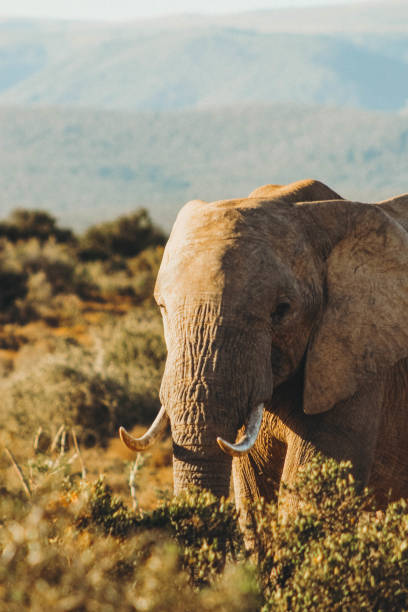 istock African elephant in the wild 1187103297
