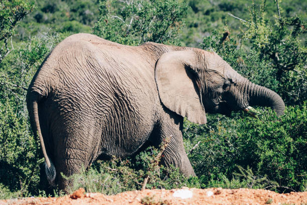istock African elephant in the wild 1187103570