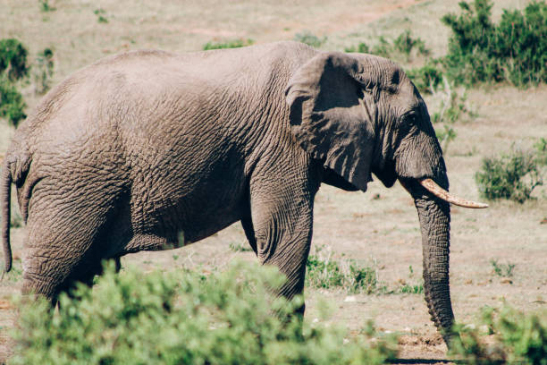 istock African elephant in the wild 1187104699