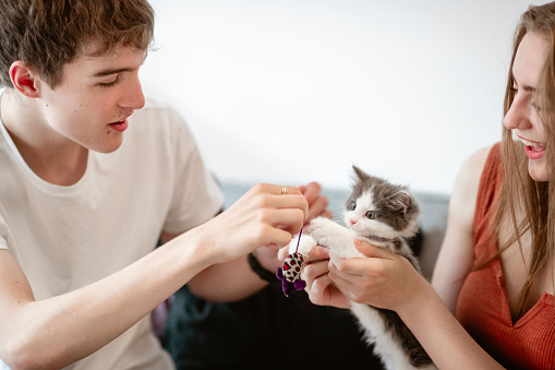 Couple holding a kitten between them as it plays with a toy at home.