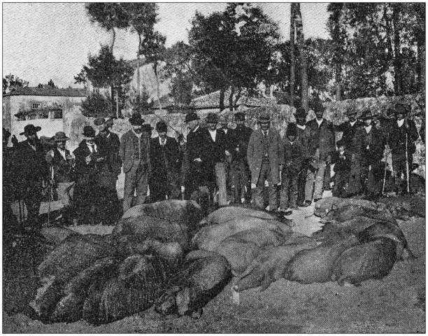 Antique photo: Plague disease in Portugal, inoculated pigs