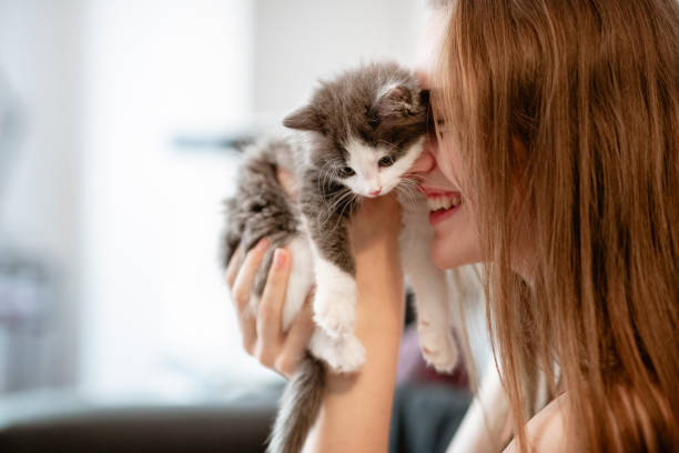 kitten love - one kitten stock-fotos und bilder