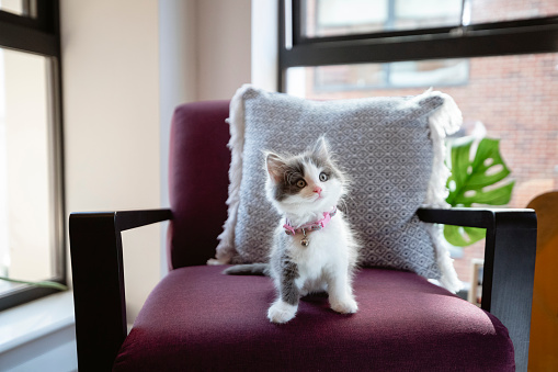 Kitten sitting on a chair looking away while at home.