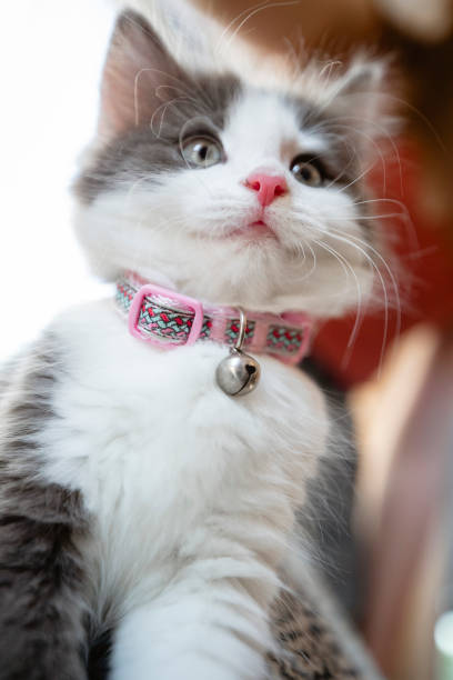 istock Look of Innocence 1187105645