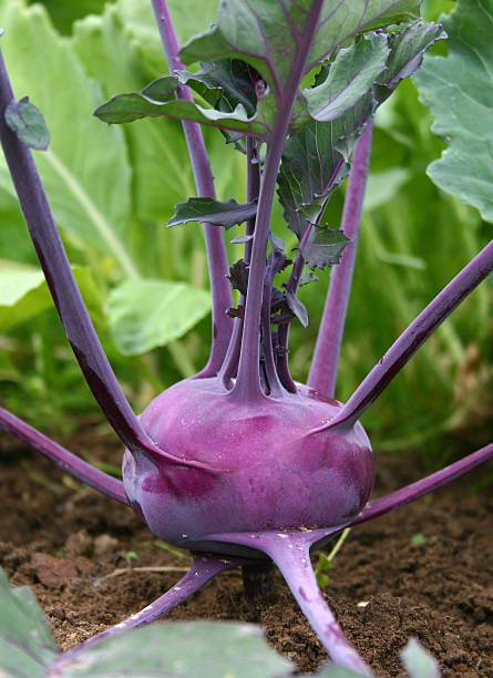 cavolo rapa - kohlrabi turnip cultivated vegetable foto e immagini stock