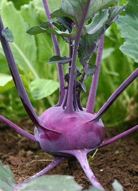 couve-rábano - kohlrabi turnip cultivated vegetable imagens e fotografias de stock