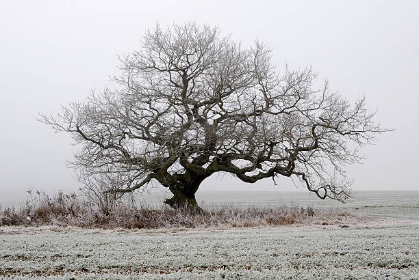 istock old oak in fog 118710612