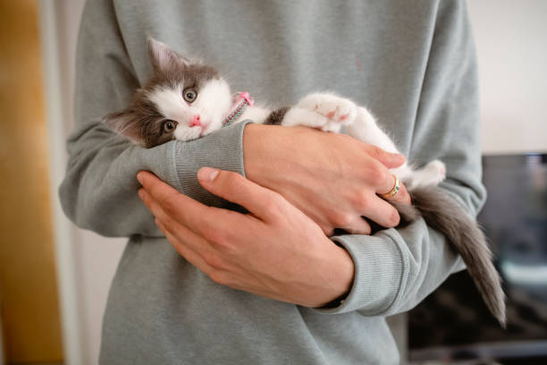 Kitten Cuddles Unrecognisable man holding a kitten in his arms. The kitten is looking at the camera. northeastern england photos stock pictures, royalty-free photos & images