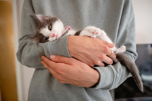 A 3 week old kitten eats from a bottle while being held.