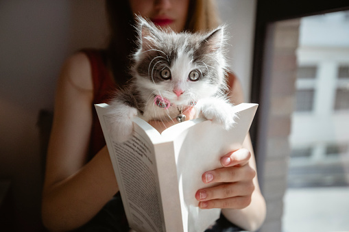 Woman relaxing reading a book while her pet kitten peeks over the top of it looking at the camera.