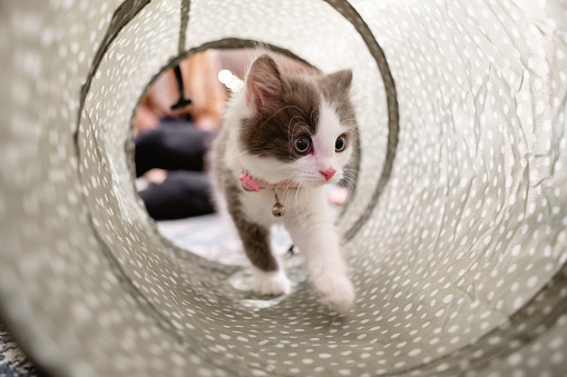 Close up of a kitten playing at home walking through a toy tunnel.