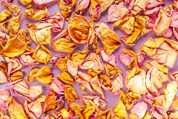 сушеные розовые и желтые лепестки роз разбросаны. вид сверху, плоская lay, копия пространства. валентина, международный женский день карты, б� - rose pattern yellow dried plant стоковые фото и изображения