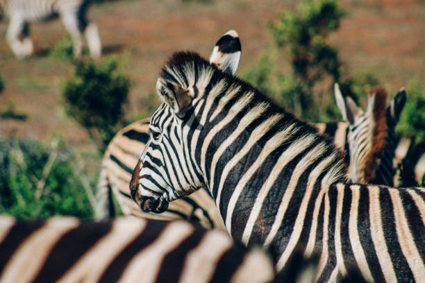 A wild African animal. Close-up of a mountain zebra on the grassland