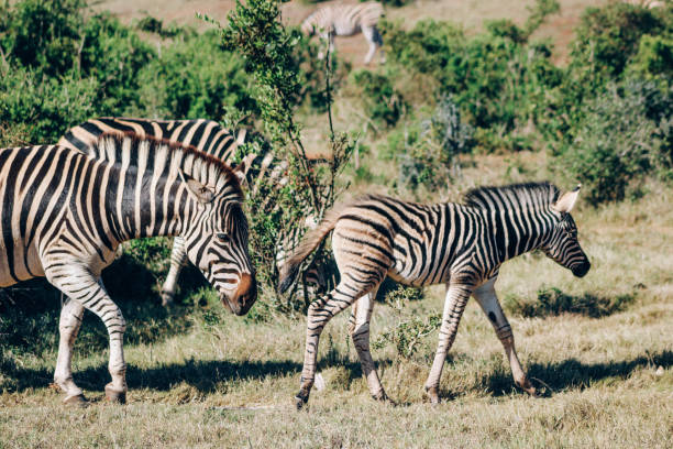 istock Zebras in the wild 1187108009
