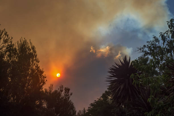 fuego de arbustos australianos: las siluetas de los árboles y el humo de los incendios forestales cubren el cielo y el sol resplandeciente apenas se ve a través del humo. peligro de incendio catastrófico, nsw, australia - tree branch burnt silhouette fotografías e imágenes de stock