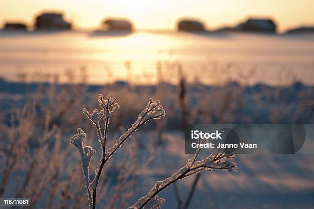 В Замороженном Виде Branch — стоковые фотографии и другие картинки Без людей - Без людей, Ветвь - часть растения, Восход солнца