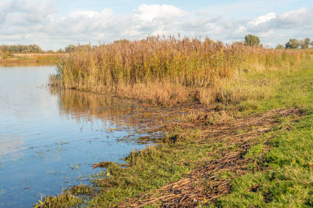 Yellowed reed edge in a Dutch nature reserve Orange and yellow discolored reeds in the fall season. The photo was taken in the Dutch National Park De Biesbosch near the village of Werkendam, municipality of Altena, province of North Brabant. yellowed edges stock pictures, royalty-free photos & images