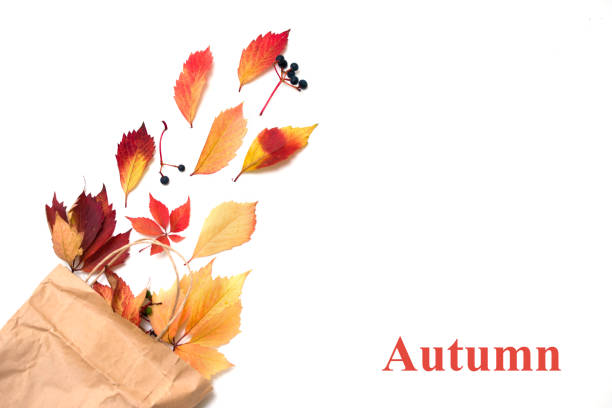 istock Flat lay frame with colorful autumn leaves and gift box on a white background 1187112518