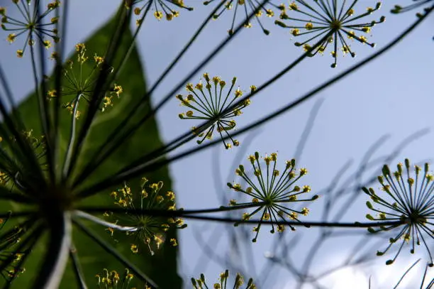 Polarizing filter, Apiaceae,