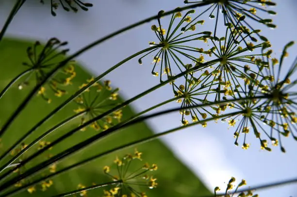 Polarizing filter, Apiaceae,