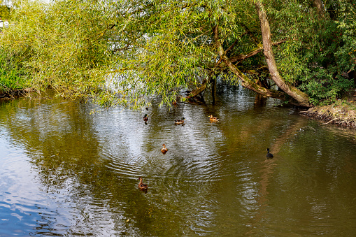 Trees overhanging a serene fishing lake at Poolsbrook in Derbyshire near Chesterfield give cover for ducks and moorhen swimming below.