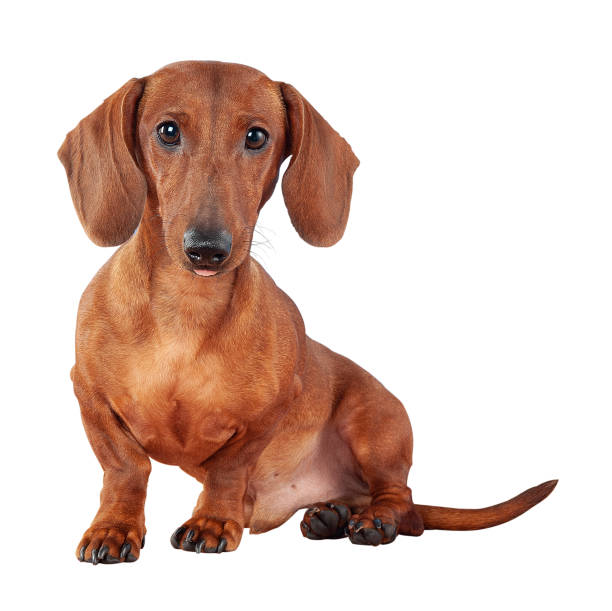 dachshund puppy doxie dog isolated on white - dog dachshund pets close up imagens e fotografias de stock