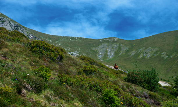 istock Haflinger in South-Tirol 1187113470