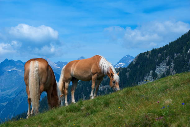 Mountain near by Ifinger,Schenna,Meran 2000,South-Tirol,Italy.\nPlease see more similar pictures of my Portfolio.\nThank you!