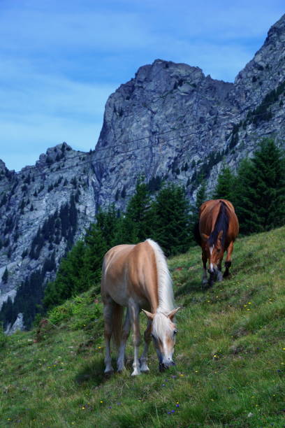istock Haflinger in South-Tirol 1187113506