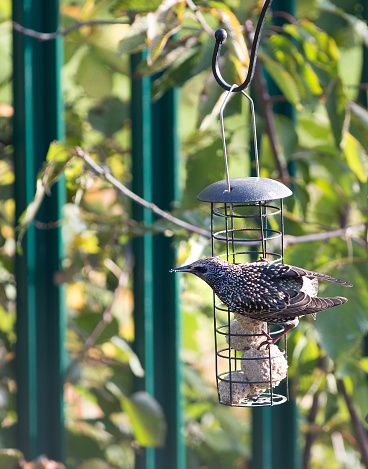 Common Starling (Sturnus vulgaris) perching on a garden bird feeder with natural blurred garden background