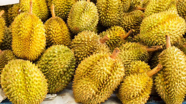 istock Huge durian fruits in thailand 1187115156