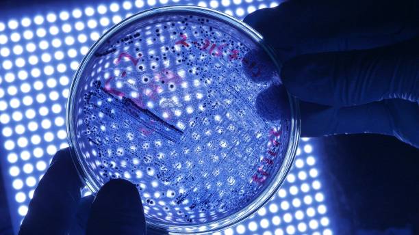 istock Scientist microbiologist in protective gloves holding petri dish with dangerous bacteria over blue scientific light. 1187116259