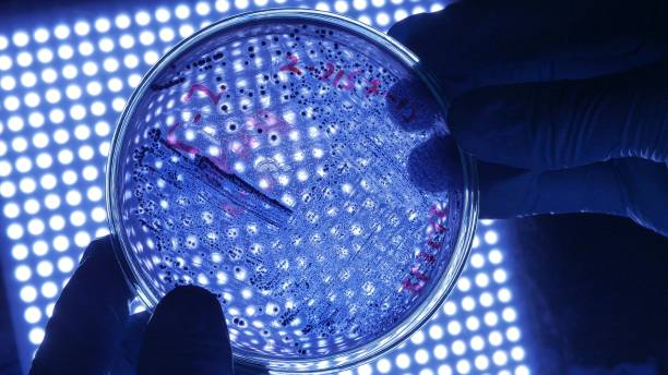 naukowiec mikrobiolog w rękawicach ochronnych trzymających szalkę petriego z niebezpiecznymi bakteriami nad niebieskim światłem naukowym. - petri dish obrazy zdjęcia i obrazy z banku zdjęć