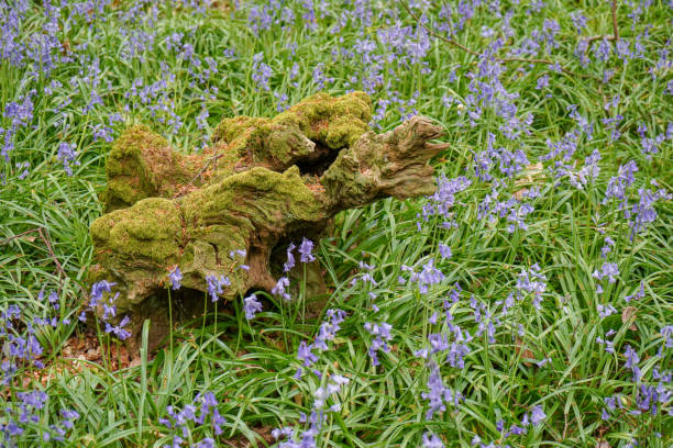 umgestürzter baum in einem blauglockenwald - wildflower lush foliage outdoors campanula stock-fotos und bilder