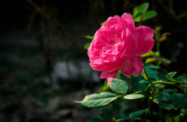 primo primo tempo di fiore di rosa e rosa rosso con riflesso della luce del sole - flower bed plant spring selective focus foto e immagini stock