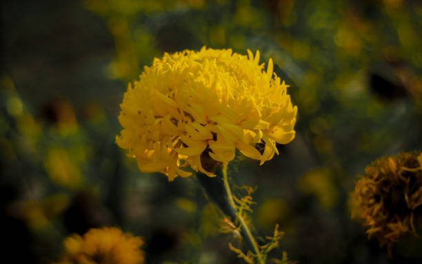 primo tempo di fiore giallo calendula - flower bed plant spring selective focus foto e immagini stock