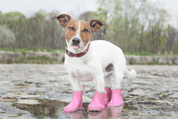 istock dog in the rain 1187117653