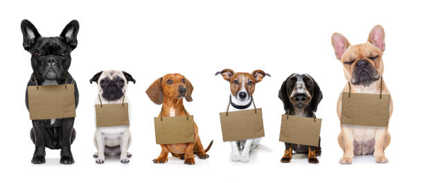 fila de perros sin hogar para adoptar - dachshund dog sadness sitting fotografías e imágenes de stock