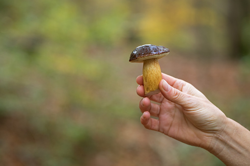A female hand is showing a pine bolete (Boletus pinophilus).