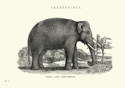 Vintage engraving of a Indian elephant (Elephas maximus indicus) one of three extant recognised subspecies of the Asian elephant and native to mainland Asia.