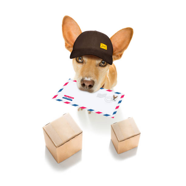 istock dog mail deliver   postal post man 1187118776