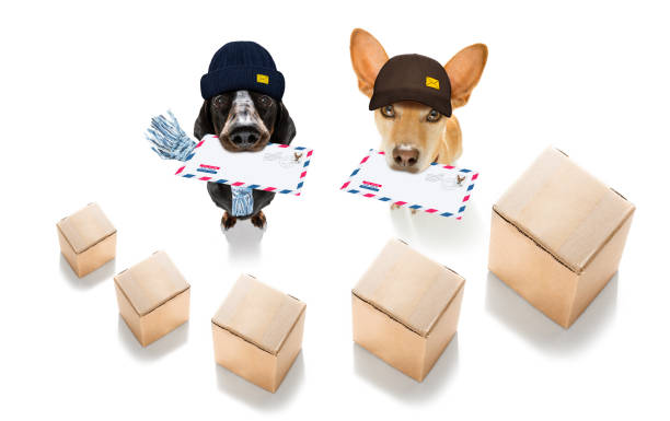 dog mail deliver   postal post man - podenco imagens e fotografias de stock