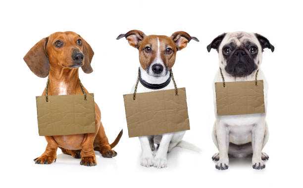 homeless row of dogs to adopt - dachshund dog sadness sitting imagens e fotografias de stock