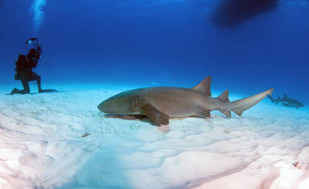 istock Nurse shark at the Bahamas 1187119167