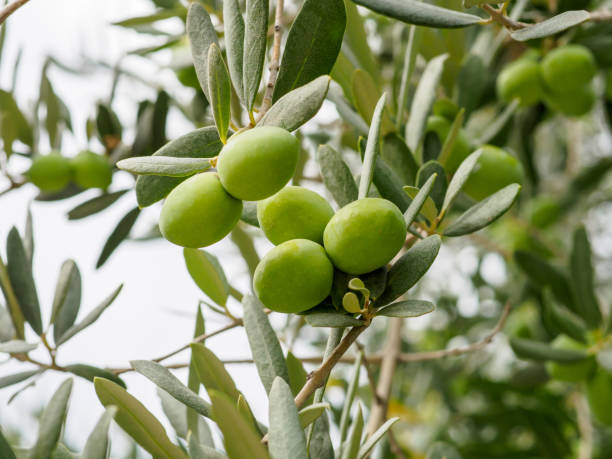 istock Closeup view of tree branch with olives. 1187119235